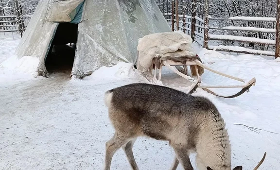 «Олени, байки и горячий чай» (1 день) Архангельск