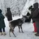 «Олени, байки и горячий чай» (1 день) Архангельск