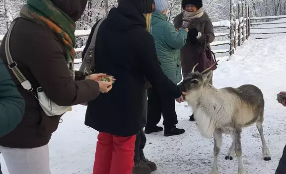 «Олени, байки и горячий чай» (1 день) Архангельск