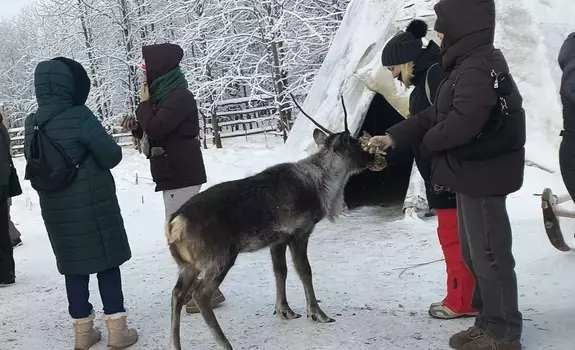 «Олени, байки и горячий чай» (1 день) Архангельск